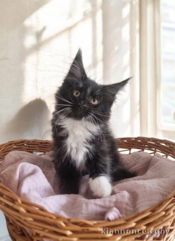 Chaton Maine coon à donner 