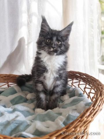 Je donne chaton Maine coon 