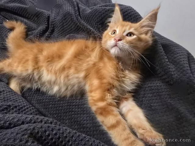 Je donne chaton roux disponible 