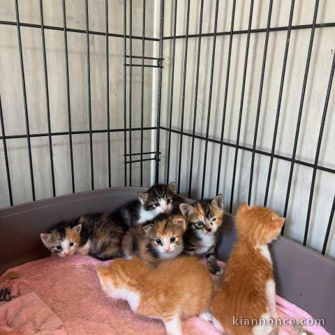 Bébé chaton dispo pour adoption 
