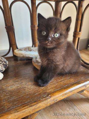 Adorable chaton disponible 