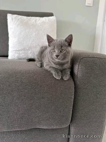 Chaton chatreux a donner 
