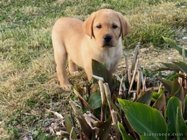 Chiots type labrador retriever a donner 