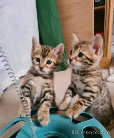 Bébé chaton Bengal pour adoption 