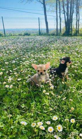 Chiot chihuahua femelle a donner 