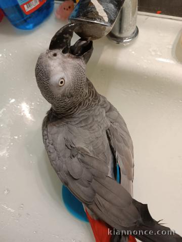 Je donne perroquet gris du Gabon disponible 