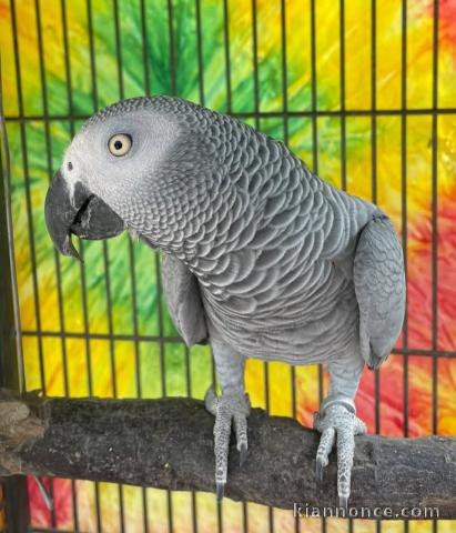 Je donne perroquet gris du Gabon 