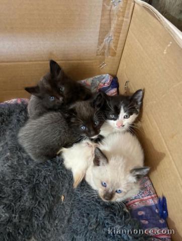 Adorable chaton siamois LOOF a donner 