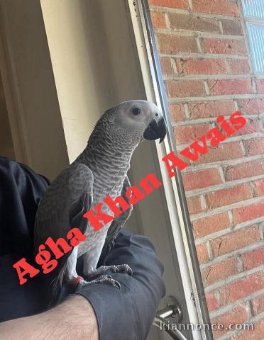 perroquet gris du Gabon à vendre 