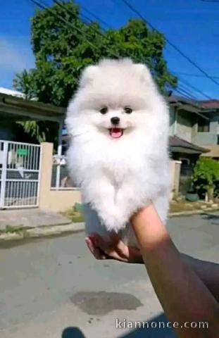 chiots spitz nain disponible a donner 