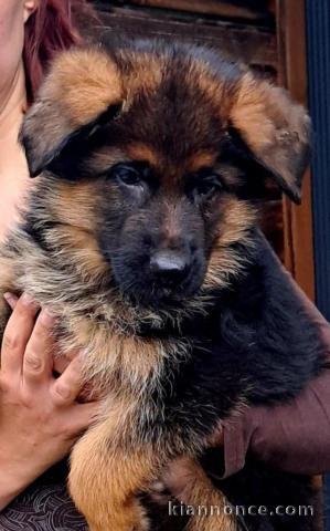 adoption chiot berger allemand 