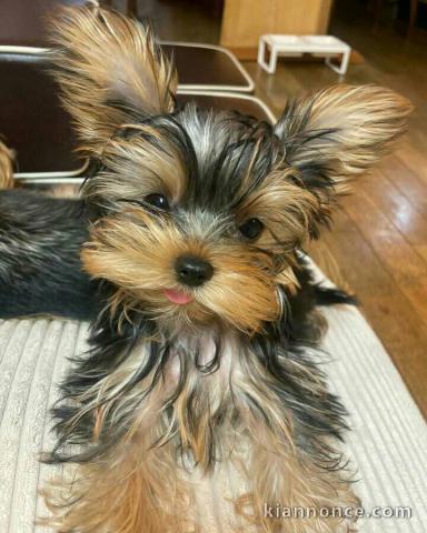 je donne chiot Yorkshire terrier femelle 
