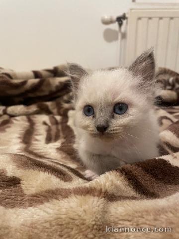 Chaton sacré brimanie a donner 