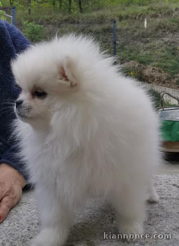 chiots spitz allemand a donner mâle 