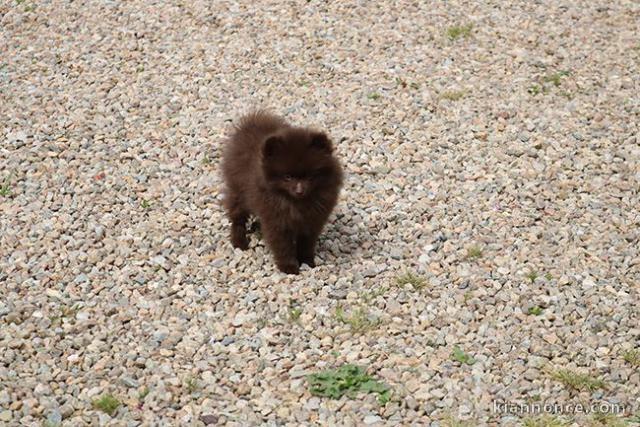 Bébé chiot spitz allemand 