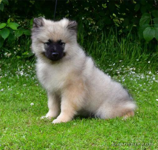 Je donne chiot spitz allemand 