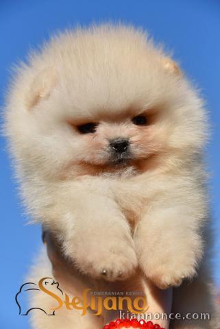 Pomeranian BOO chiots
