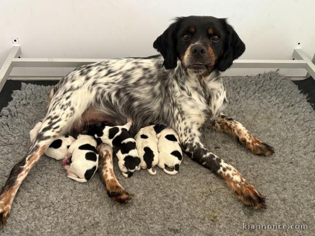 Adoption chiot épagneul breton 