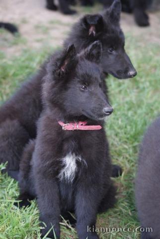 Je donne chiot belge belge disponible 