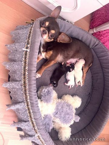 Adopter chiot chihuahua mâle et femelle 