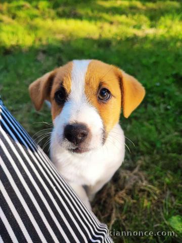 Je donne chiot jack Russel terrier femelle 