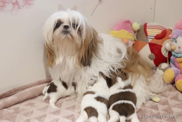 Je donne chiot Shih Tzu disponible 