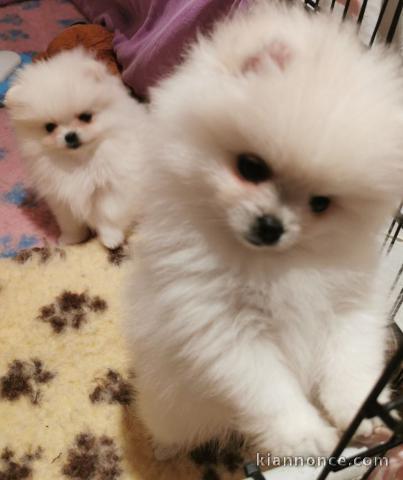 Adopter chiot spitz allemand 