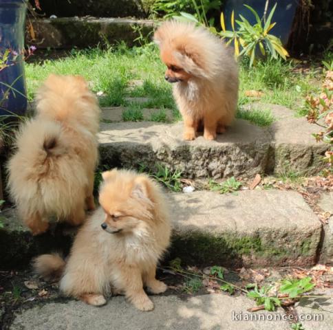 Annonce chiot spitz allemand 