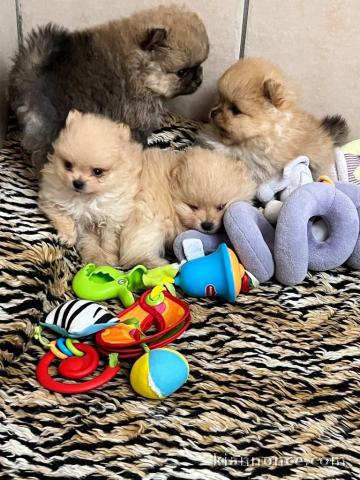 Bébé chiot spitz allemand race pure 