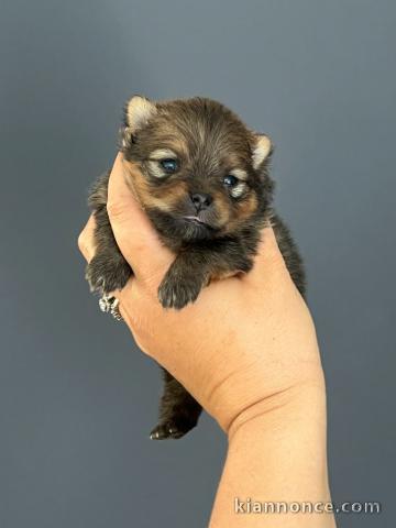 Disponible chiot type spitz allemand 