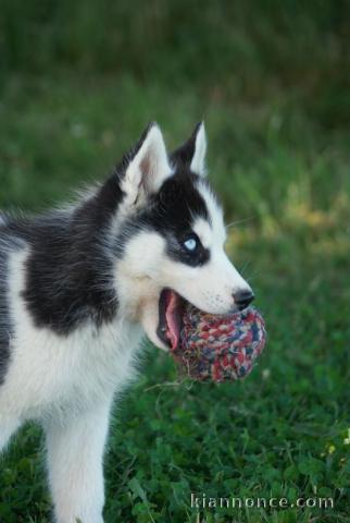 Bébé chiot husky sibérien a donner 