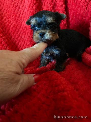 Je donne chiot Yorkshire mâle 