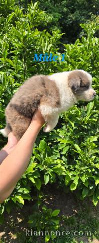 Chiots berger australien lof 