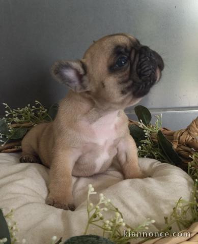 chiot bouledogue français à donner 