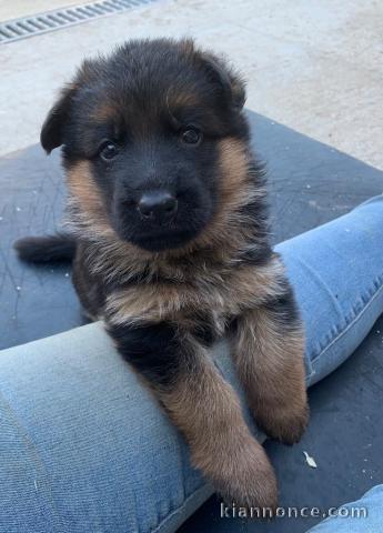Chiots type berger allemand 