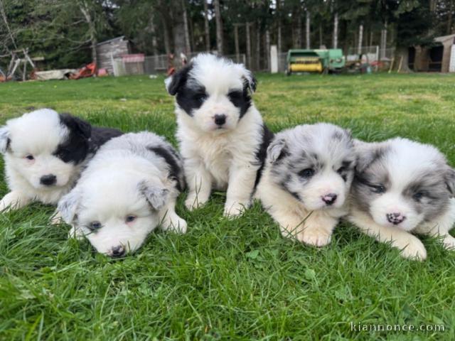 Chiots berger australien lof à donner 
