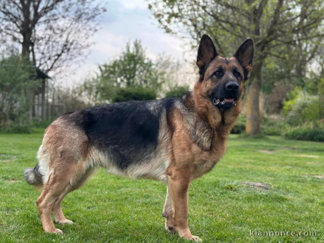 Chiots berger allemand disponible 