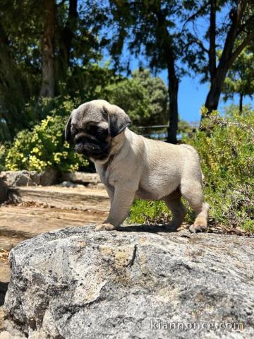 Dons chiot carlin disponible 