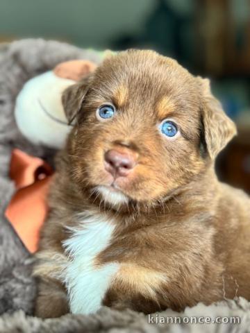 Chiots berger australien disponible 