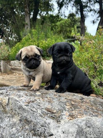 Chiots carlin disponible pour adoption 