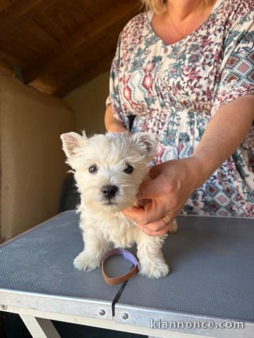 Je donne chiot disponible 
