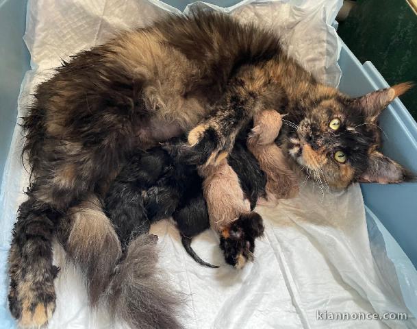 Chaton Maine coon adorable 
