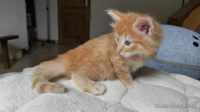 Je donne chaton norvégien 