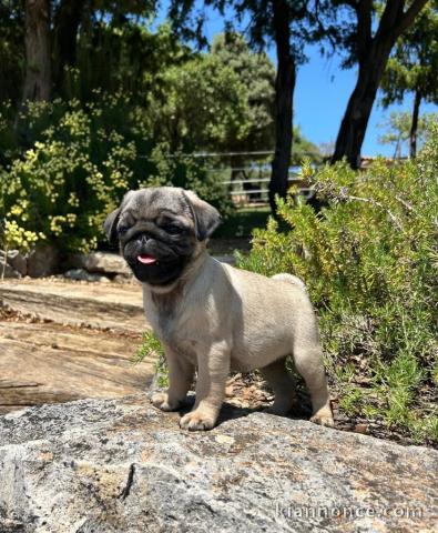 Magnifique chiot carlin disponible 