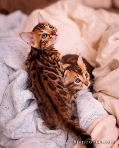 Magnifique chaton Bengal en adoption 