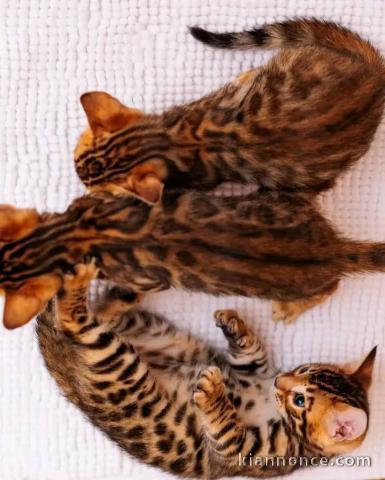 Magnifique chaton Bengal en adoption 