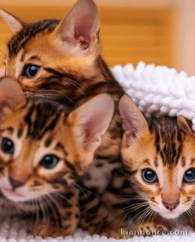 Magnifique chaton Bengal en adoption 