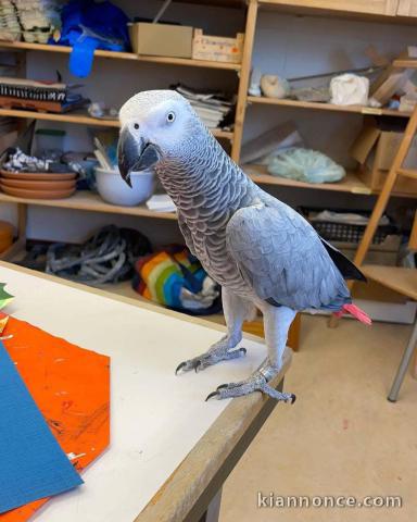 Perroquet gris du Gabon disponible de suite 