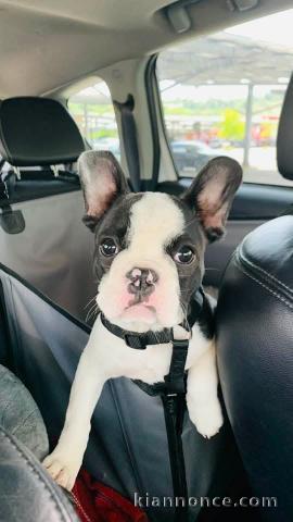 Adoption chiot bouledogue français 