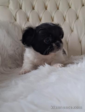 Adoption chiot chihuahua 